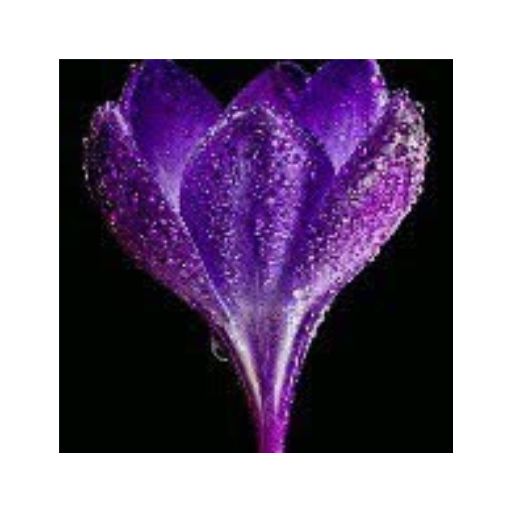 Crocus Florist